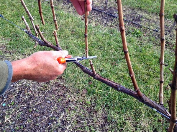 To improve the maturation of the shoots and to improve the quality of the Veles grape harvest with the help of spring pruning and normalization