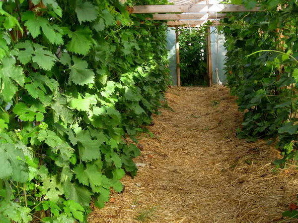 Use of sawdust in greenhouses