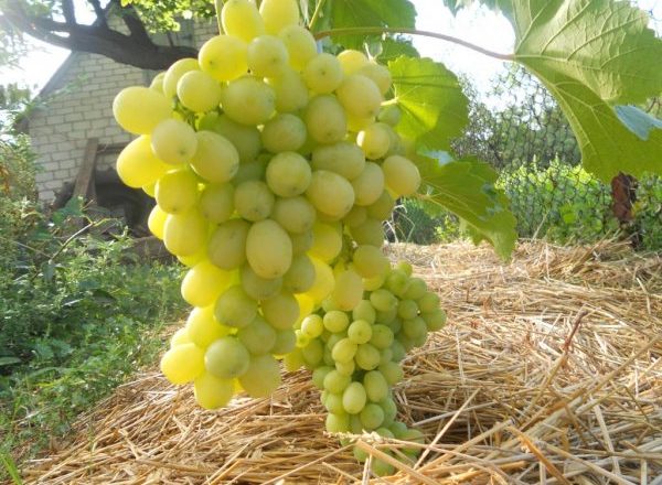  Грозде лора