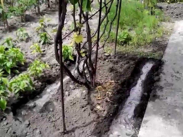 Πριν και μετά τη συγκομιδή, αυτή η ποικιλία σταφυλιών θα πρέπει να ποτίζεται καλά.