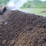 Letame di maiale morto