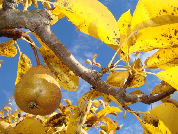 Top dressing is done in the area of the pre-circle when a third of the foliage has already turned yellow.