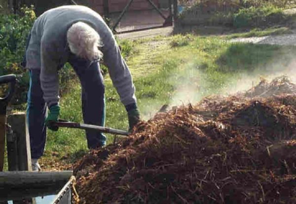 Preparazione del letame di maiale per l'uso