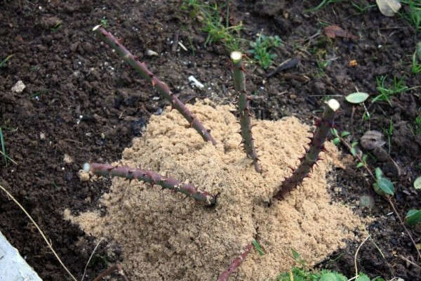 Rose bushes sprinkled with sawdust for the winter