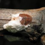 Подложка за грозде