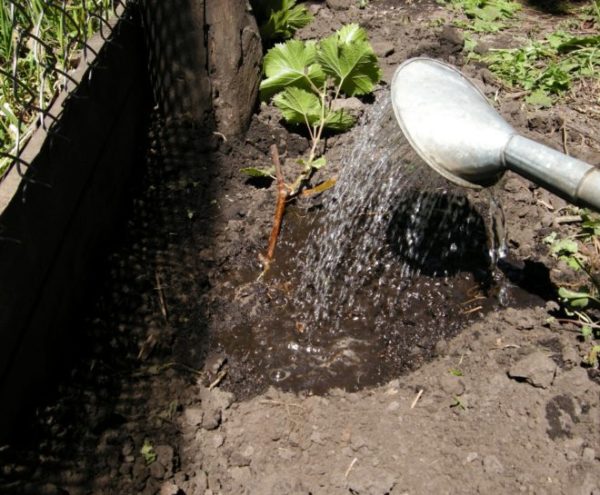 Watering a young vine