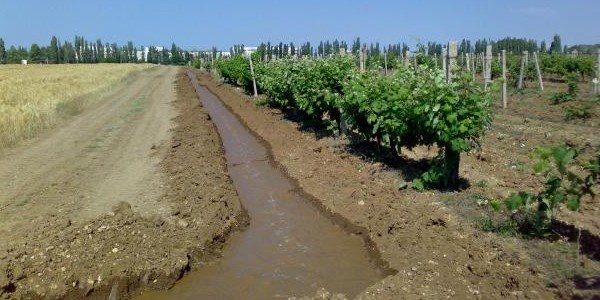 поливане грозде