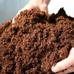 Letame di maiale a metà strappato