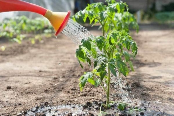  comment nourrir les plants de tomates