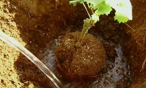 Plantar mudas de variedades de uvas Arcadia