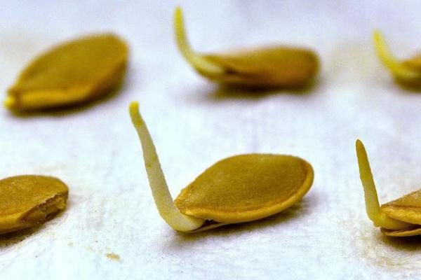Sprouted pumpkin seeds