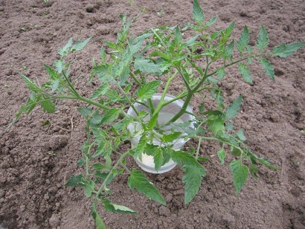 Les semis envahis peuvent être coupés en deux et développés en 2 semis