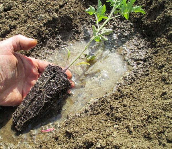 Méthode de greffe Kazarin