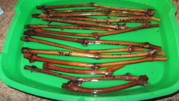 Honey solution is a natural growth stimulant.