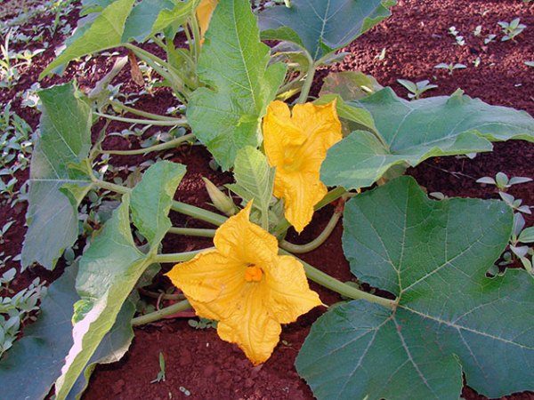 Especially important to water the pumpkin during flowering: moisture is necessary for the formation of female inflorescences