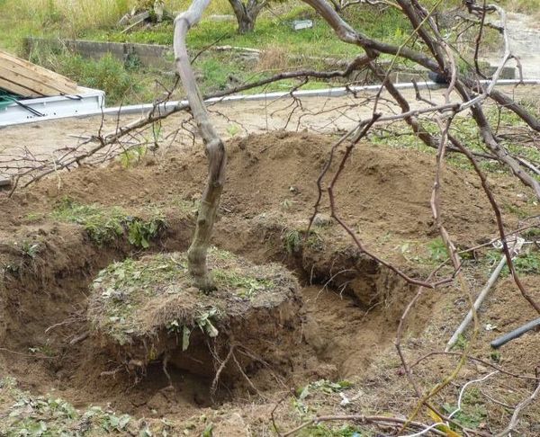 Trapianto d'uva con un pezzo di terra