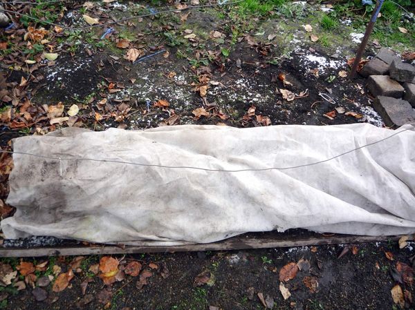 Per l'inverno le uve trapiantate devono essere coperte