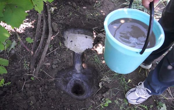 Sonbaharda üzümlerin beslenmesinin avantajı, topraktaki katkı maddelerinin iyi emilimi