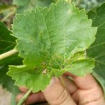 точкова некроза