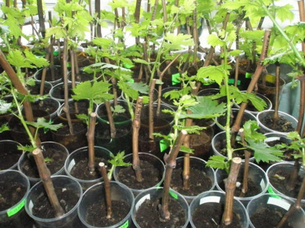 Ready cuttings for breeding grapes