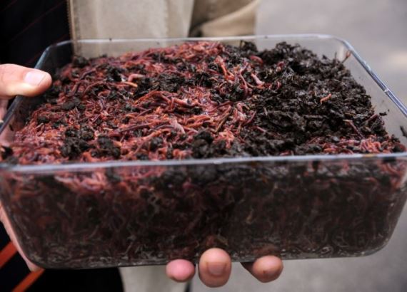 Les vers peuvent être vendus dans des élevages d'oiseaux