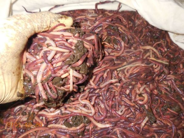 Les ventes de vers doivent être en gros