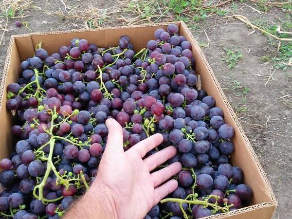 Hasat Roshfort üzüm