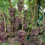 Συστάδες σταφυλιών Ρώσικη συμφωνία