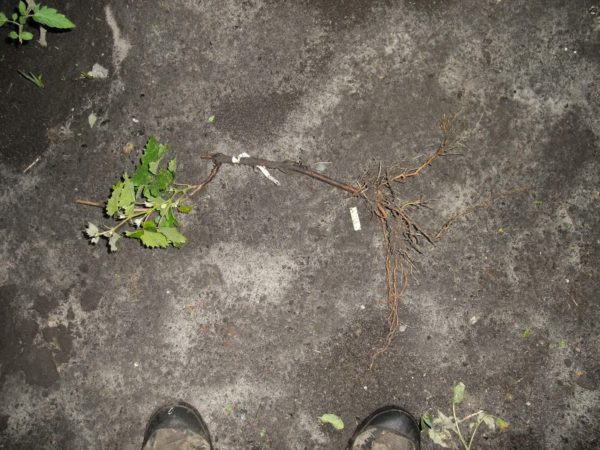 Le bon semis de haute qualité du siècle