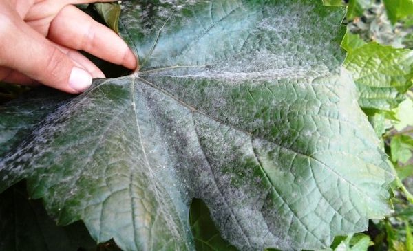 Saperavi souffre le plus de l'oïdium