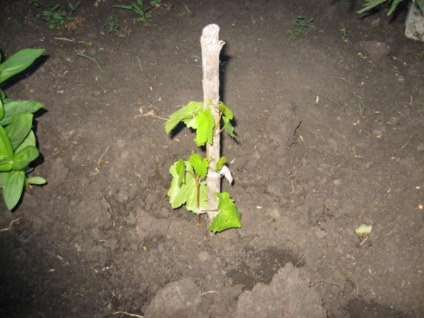 Piantina d'uva Rasmish 342