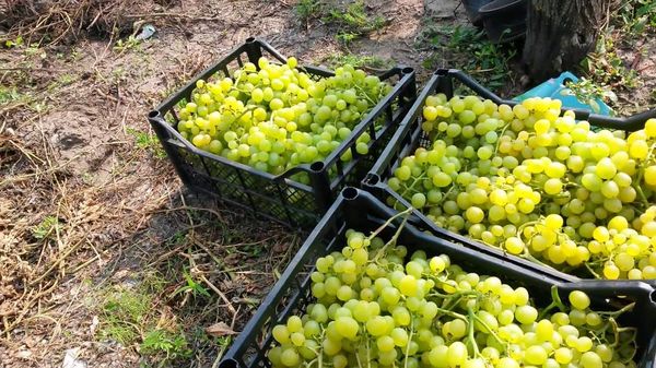 Grazie alla sua pelle densa, Super Extra resistente al trasporto lungo