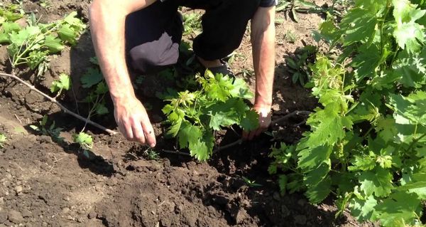 Il metodo di riproduzione più efficace: la stratificazione