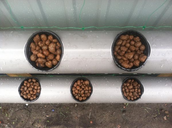 Als Substrat wird meistens Claydit verwendet.