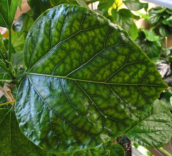 Les stries jaunes des feuilles sont un signe de carence en magnésium.