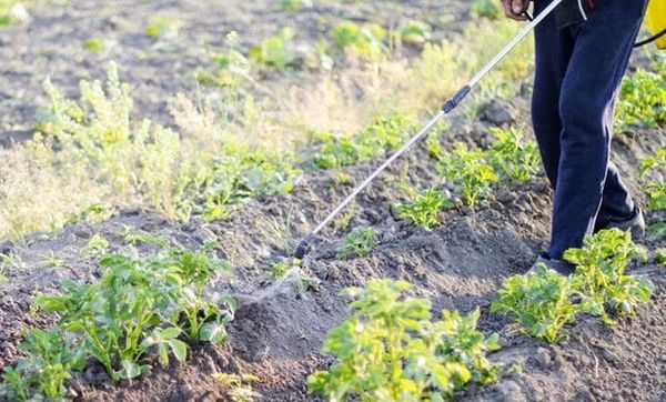Pour la pulvérisation des plantes, on utilise 10 grammes de sulfate de magnésium par 10 litres d'eau.