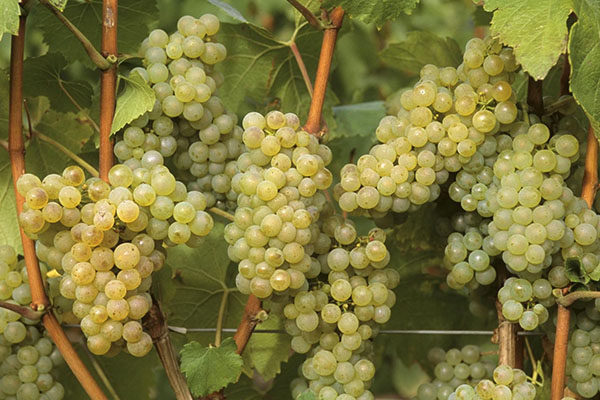 Uva bianca