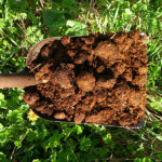 Engrais de cheval frais