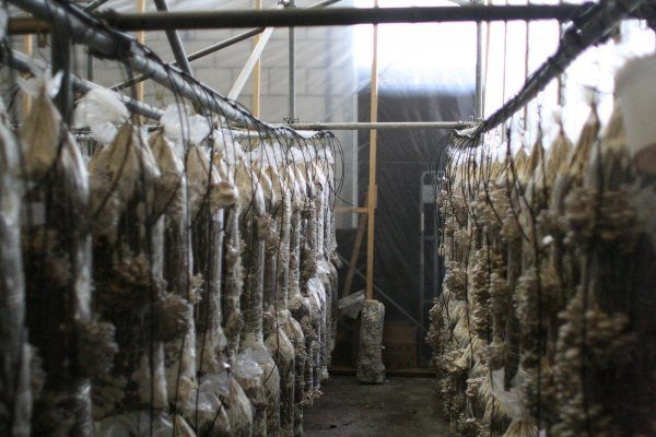 Cultiver des champignons dans des sacs