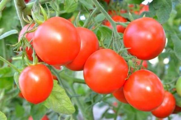 Coltura di pomodori che sono stati fecondati con concime ammophos