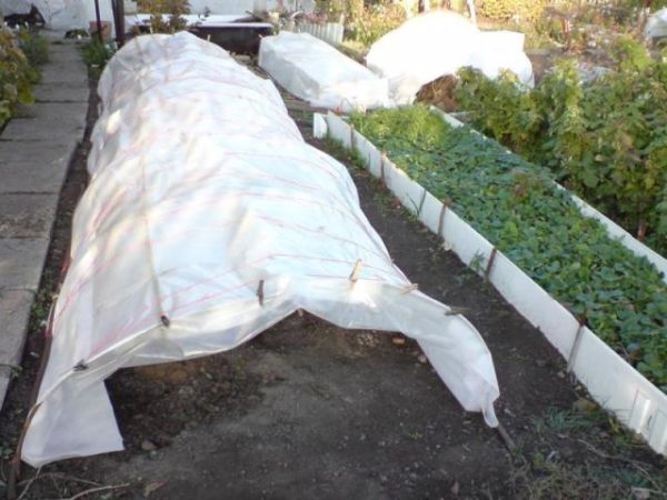 Abris de la vigne pour l'hiver