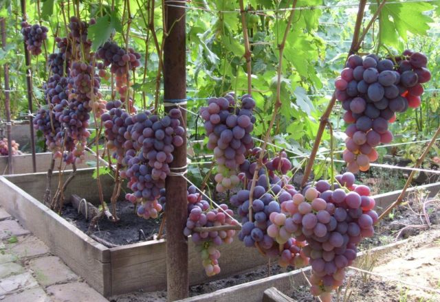  Ниска грозде