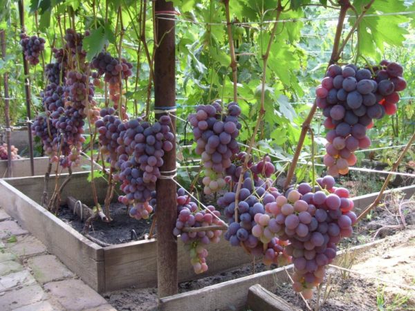  Lowland grapes