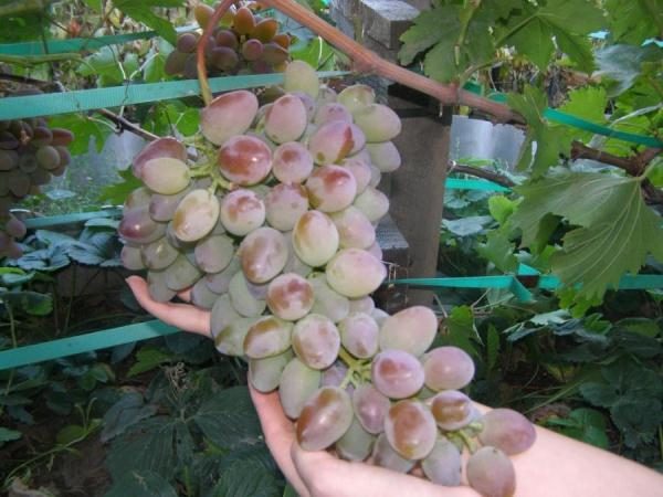 Σταφύλι Timur ροζ