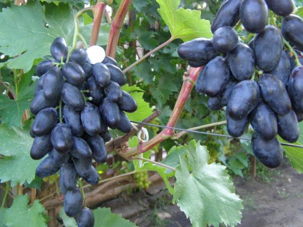 Great grape berries