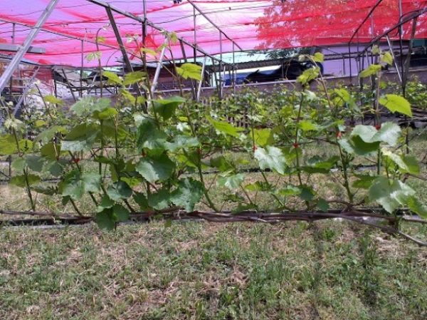 Çalıların şekillendirilmesi iyi bir hasat için gereklidir.