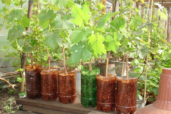 Разсад, събрани през есента, засадени през март