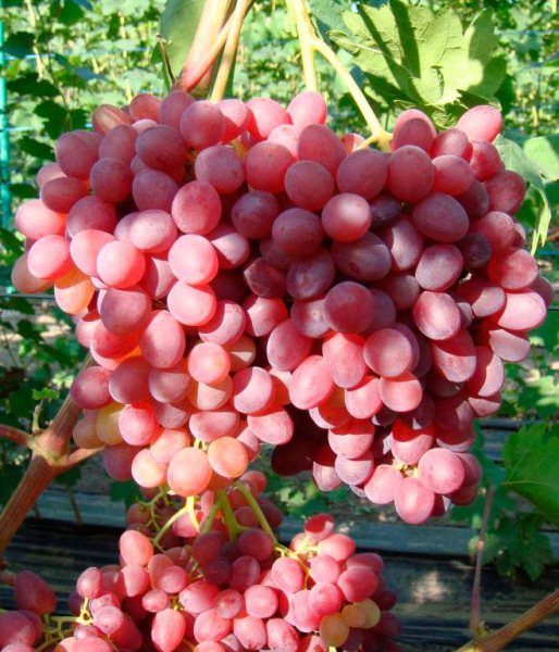 Veles berries are very beautiful and large