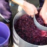La polpa può essere usata per fare il secondo vino.