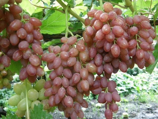  Seedless grapes raisins